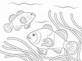 Ikan Pesce Pagliaccio Pez Payaso Mewarnai Pesci Clownfish Dekoratif Hitam Poissons Clowns Hias Peces Kumpulan Lusso Stampabile Warnai Gratuito Ocellaris sketch template