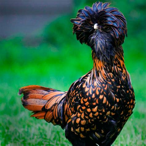 gold laced polish chicks  sale dazzling pet chickens