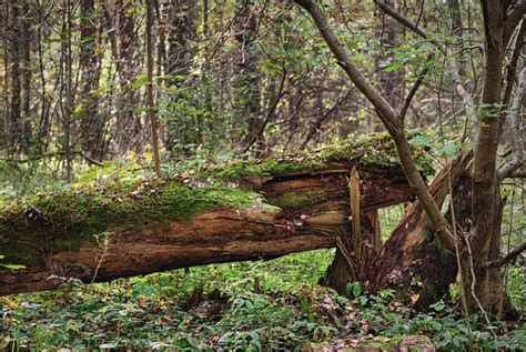 fallen trees lie heritage conservancy