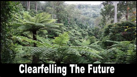 clearfelling  future victorias endangered forests chuffed