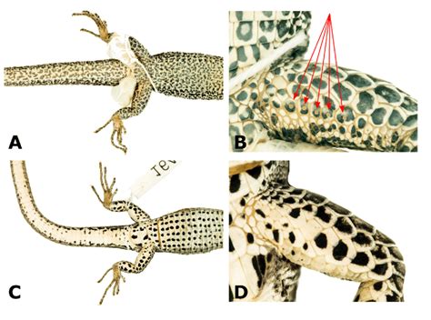 Sexual Dimorphism In Euspondylus Excelsum Sp Nov A Ventral View Of