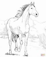 Arabian Shagya Araber Ausmalbild Pferde Kolorowanka Desenho Zum раскраска Kleurplaat лошадь Målarbok Kategorien sketch template