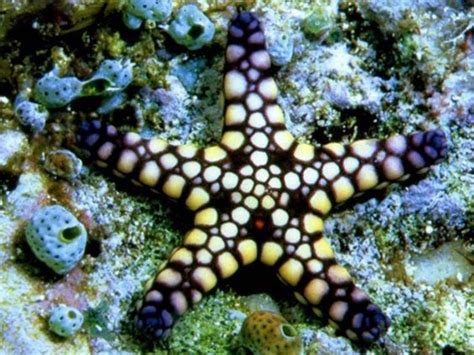 cool starfish beachy  pinterest beautiful desktop backgrounds