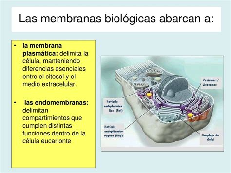 membranas biologicas