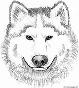 Wolf Coloring Pages Realistic Face Printable Print Colouring Kids Baby Animal Dog Wolves Color Sheets Clipart Head Book Complicated Adults sketch template