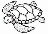 Coloring Pages Sea Turtle Turtles Printable Kids Sheets Cartoon Animal Realistic sketch template