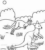 Kangaroo Coloring Pages Printable Kids Clipart Cool2bkids sketch template