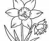Coloring Daffodil Getcolorings sketch template