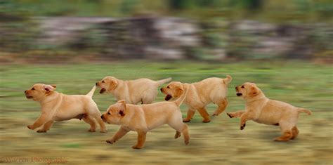 dogs yellow labrador puppies running photo wp