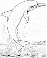 Delfin Springender Ausmalbild Ausmalbilder Delfine Adults Delfines Kategorien Dolfijn sketch template