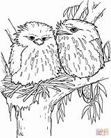 Tawny Frogmouth Coloring Pages Drawing Colouring Supercoloring Birds Printable Drawings Choose Board sketch template