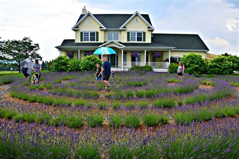 finding lavender bliss   surprising place travel bliss