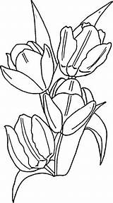 Colorare Disegni Tulipanes Coloring Tulipani Tulip Tulipa Colorear Tulipany Tulipas Kolorowanka Lalelele Primaverii Kolorowanki Disegnare Dzieci Tulips Acquerelli Piante Adulti sketch template