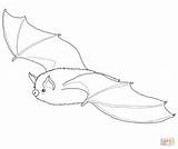 Bat Coloring Brown Little Pages Drawing Drawings Printable sketch template