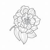 Peony Flower Drawing Open Coloring Monochrome Fully Book Vector Illustration Simple Preview sketch template