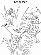 Bird State Flower Coloring Mockingbird Tennessee Pages Iris Printable Birds Drawing Bluebonnet Drawings Flowers Pencil Kids Sheets Blue Patterns Colored sketch template