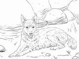Dingo Lying Ground Coloring Pages Supercoloring Categories sketch template