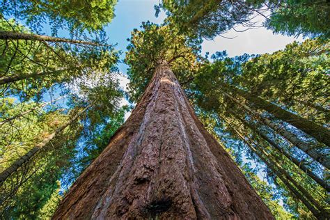 private life  hyperion  worlds tallest tree inhabitat