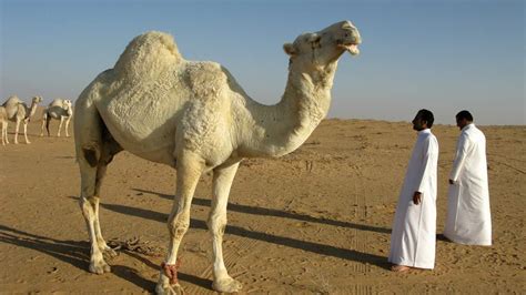 ideas erroneas sobre los camellos  dromedarios