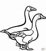 Coloring Geese Pages Two Goose Printable Drawing Categories sketch template