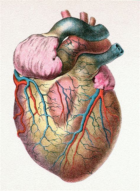 human heart photograph  sheila terryscience photo library fine art