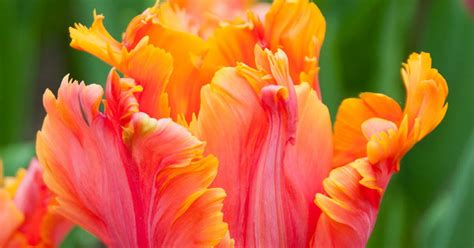 Le Jardin De Jacky Les Tulipes Indémodables Et Aux Mille Couleurs