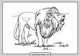 Lion Lew Roaring Kolorowanki Dzieci Wydruku sketch template