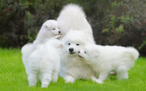 dit zijn de  schattigste honden ooit  russel