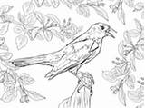 Amsel Blackbird Ausmalbilder Ausmalbild Supercoloring Bird sketch template