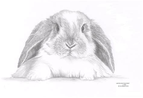 lop eared rabbit bunny limited edition art drawing print signed  uk
