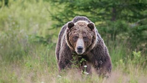 wildlife photographer captures intense moment a grizzly bear shows his