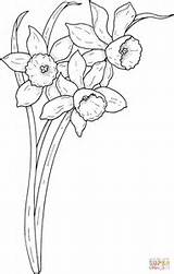 Coloring Pages Narcissus Fleur Flowers Dessin Supercoloring Fleurs Daffodil Spring Flower Coloriage Printable Drawing Line Croquis Puzzle Search Adult Silhouettes sketch template