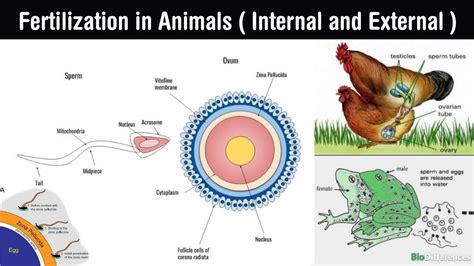 internal insemination telegraph