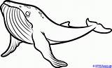 Drawing Whale Humpback Coloring Pages Sea Color Animal Animals Step Drawings Dragoart Draw Simple Choose Board Kids sketch template