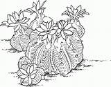 Kaktus Stehend Malvorlage Malvorlagen sketch template