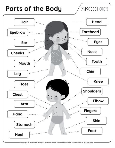 parts   body  worksheet skoolgo