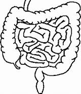 Intestine Small Large Drawing Neoplasia Crohn Getdrawings Colon Easy Gastrointestinal Utah Webpath Med Edu sketch template