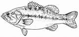 Bass Coloring Fish Pages Largemouth Texas Realistic Fishing Drawings Patterns Draw Visit Choose Board sketch template