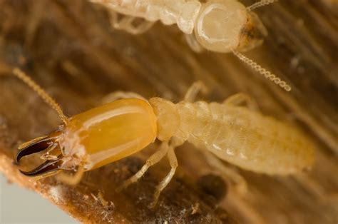subterranean termites proactive pest control