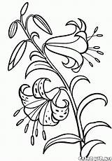 Coloring Lily Pages Colorkid Flowers sketch template