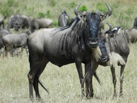 gnu animal wildebeest wallpaper