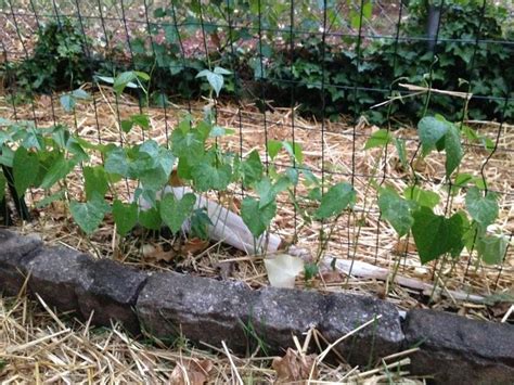 blue lake green beans growing  fence   vegetable garden