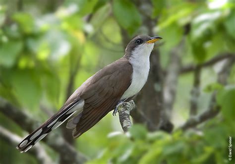 protect  western yellow billed cuckoo  extinction focusing  wildlife