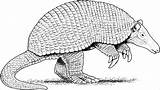 Armadillo Coloring Pages Print Animals Coloringbay sketch template
