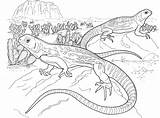 Deserto Reptile Bearded Lizards Effortfulg Basilisk Cartoni Desert Gecko Coloringhome sketch template