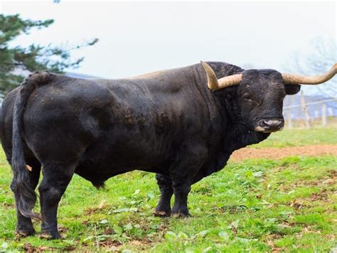 police fire  rounds  stop bull  killed farmer