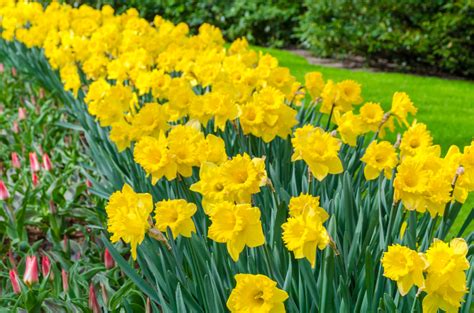 daffodil flower  beautifully fragrant spring flower