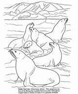 Antarctic Colouring Dover Publications Dolphin Artic Doverpublications Coloringfolder sketch template