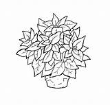 Poinsettia Coloring Pages Drawing Line Printable Christmas Kids Color Print Adult Drawings Paintingvalley Bestcoloringpagesforkids Getcolorings sketch template