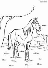 Horse Pinto Coloring Horses Forest Pages sketch template